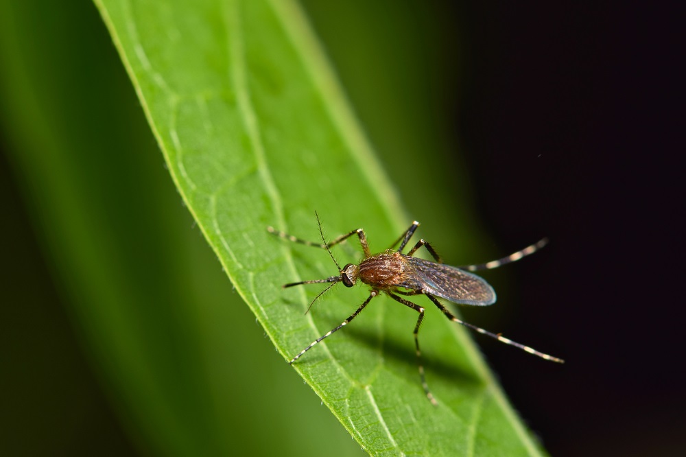 West Nile Virus and Olive Leaf Extract