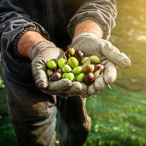 boost-your-immune-system-olives