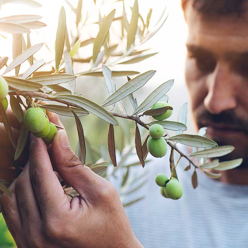 hero-our-story-olive-leaf-extract-square-images