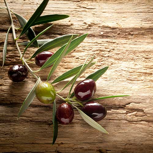olive-branch-wood-tablesquare-images