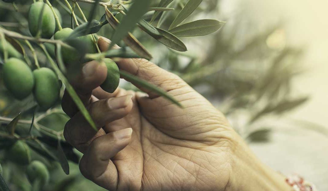 Effects of Olive Leaf Extract on Microbial Infections
