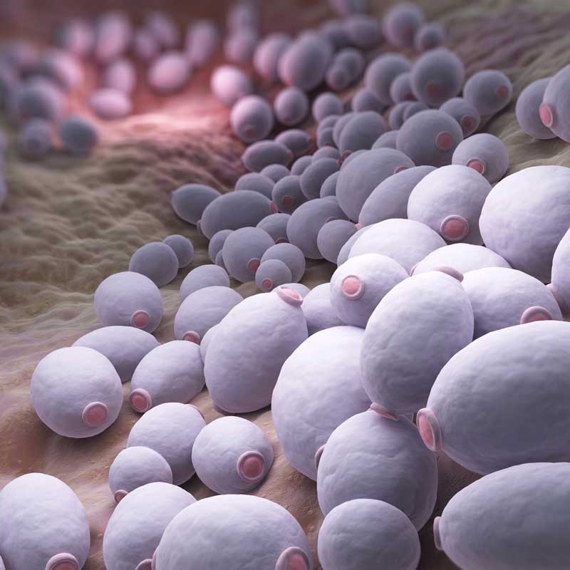 candida-albicans-bacteria