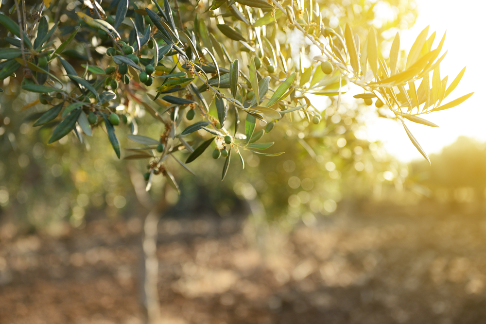 The History of Olive Leaf Extract