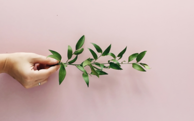 5 Surprising Health Benefits of Olive Leaf Extract You Might Not Know