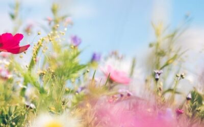 Spring Reset: Why Absorption Matters More Than What You Take