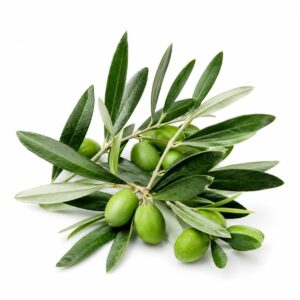 Olive Leaf (Oleuropein & Hydroxytyrosol)